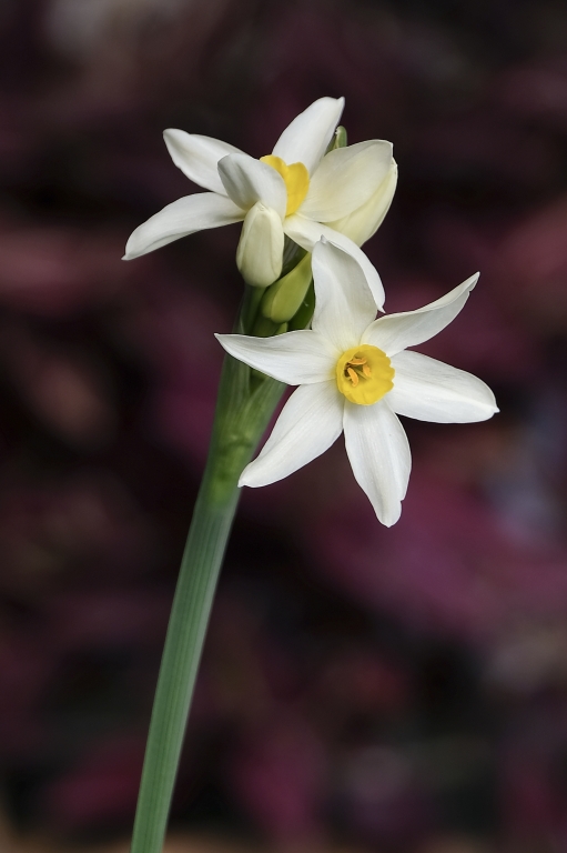 narciso_2