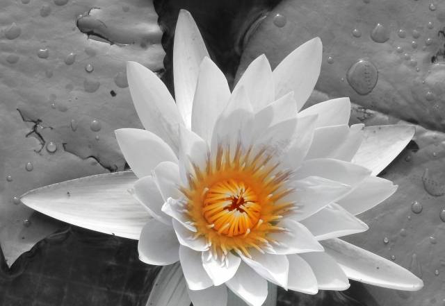 zen flower