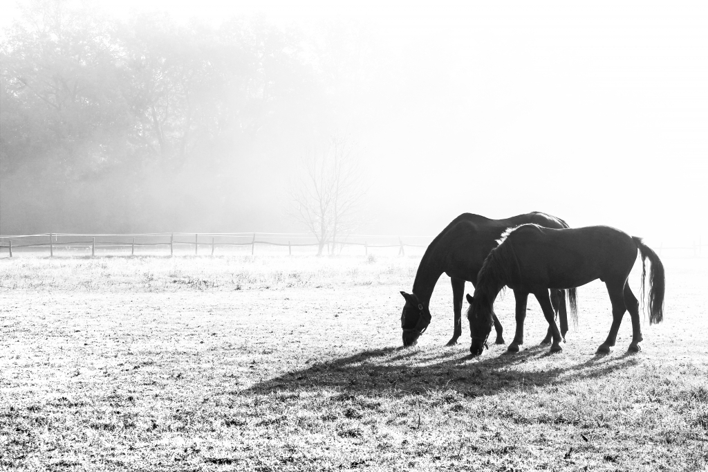 cavalli nella nebbia