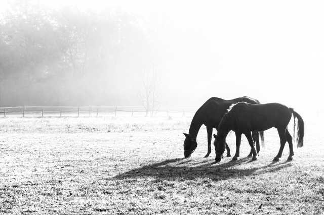 cavalli nella nebbia