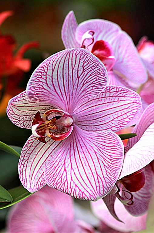 Orchidea rosa