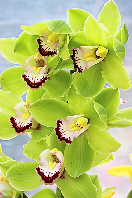 Orchidee