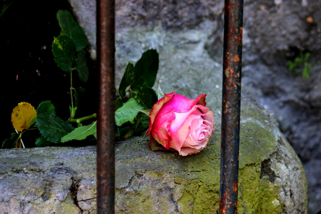 Rosa votiva