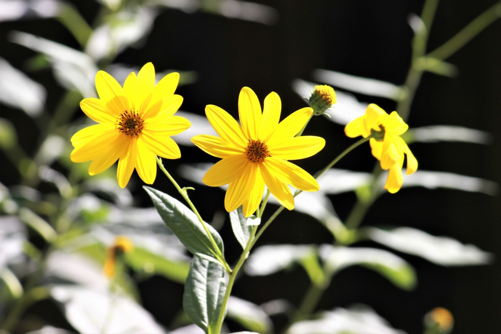 Margherite gialle al sole
