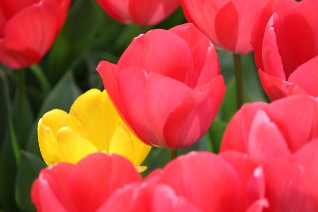 Tulipani rossi...e uno giallo