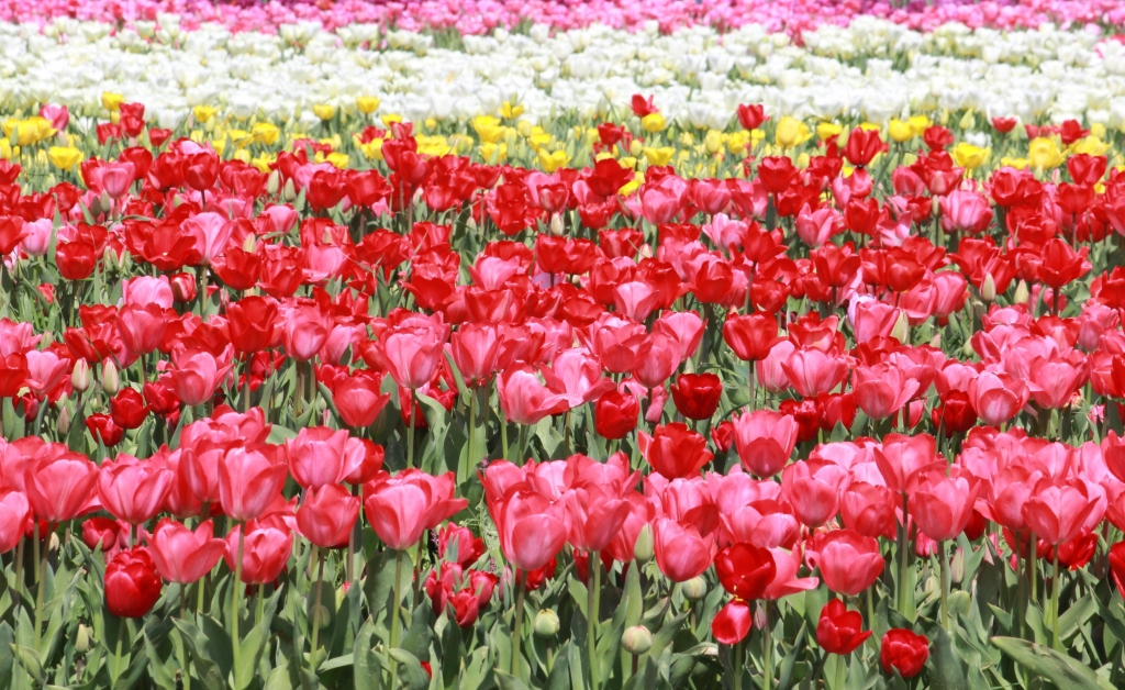Campo di tulipani