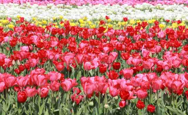 Campo di tulipani