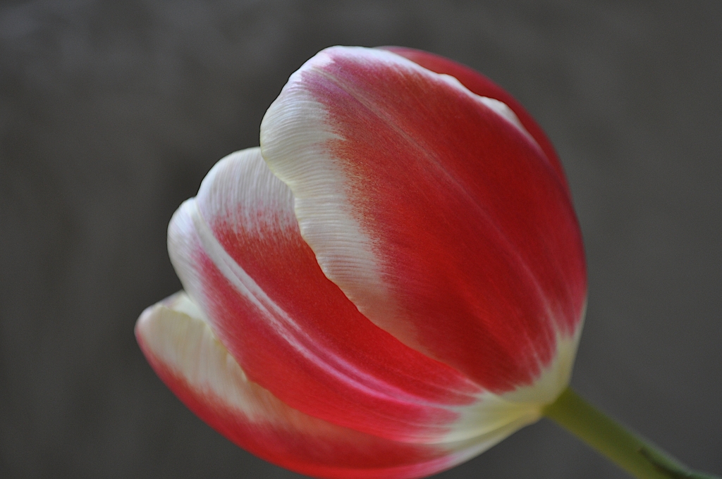 Tulipano