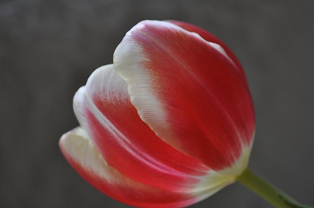 Tulipano