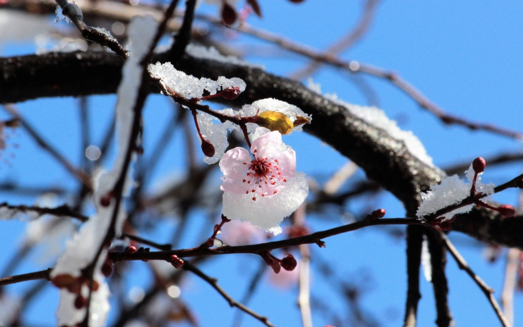 L'ultima neve di primavere