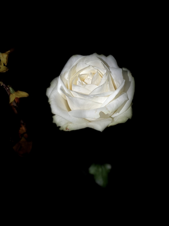Rose in white