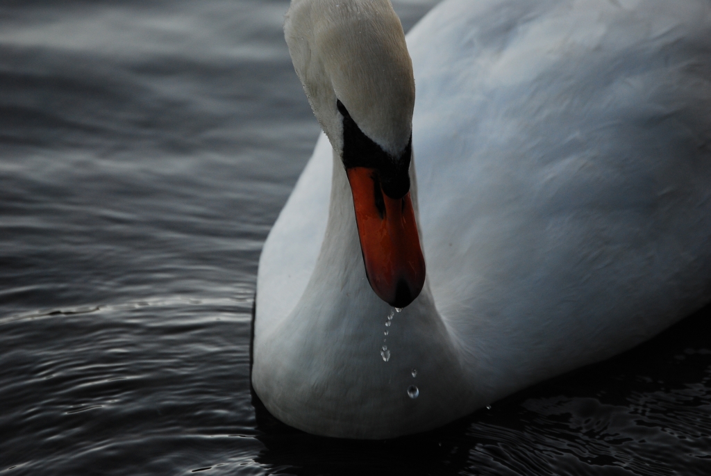 Gocce di...Cigno - Swan Drops