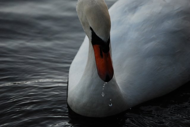 Gocce di...Cigno - Swan Drops