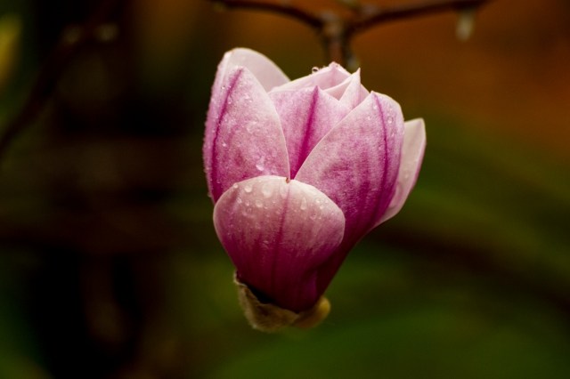 Fiore di Magnolia