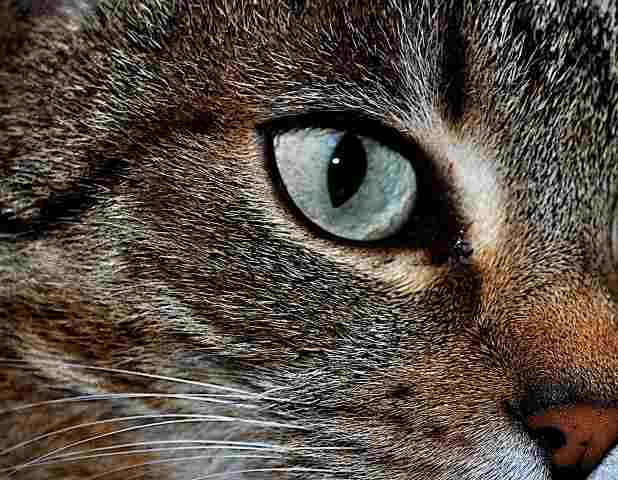eye