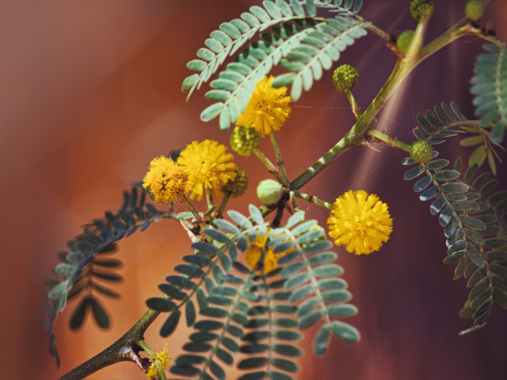 Mimosa