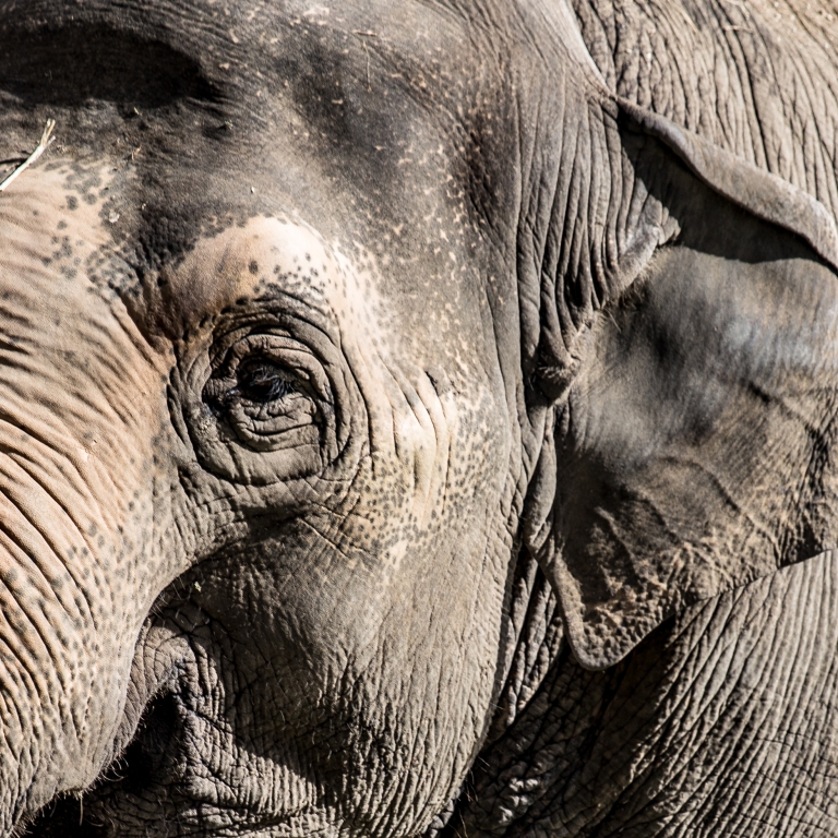 Occhio di elefante
