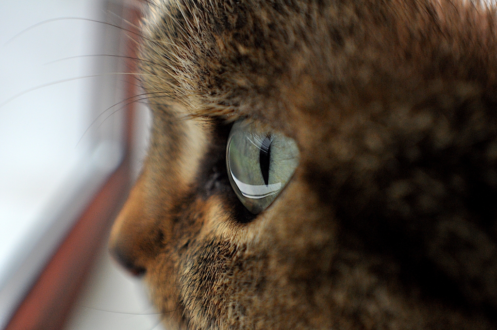 cat eye