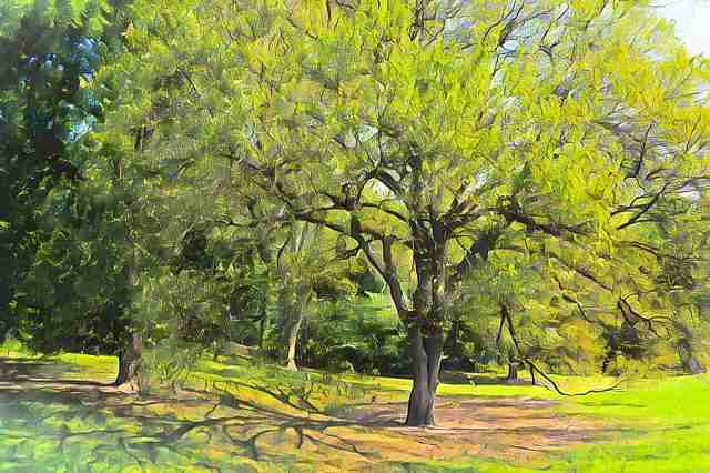 albero · giuliobardelli