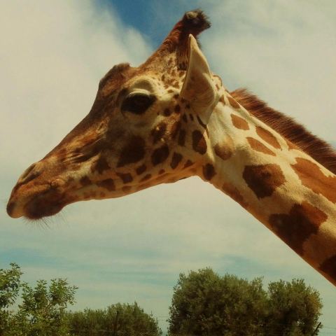 LA GIRAFFA