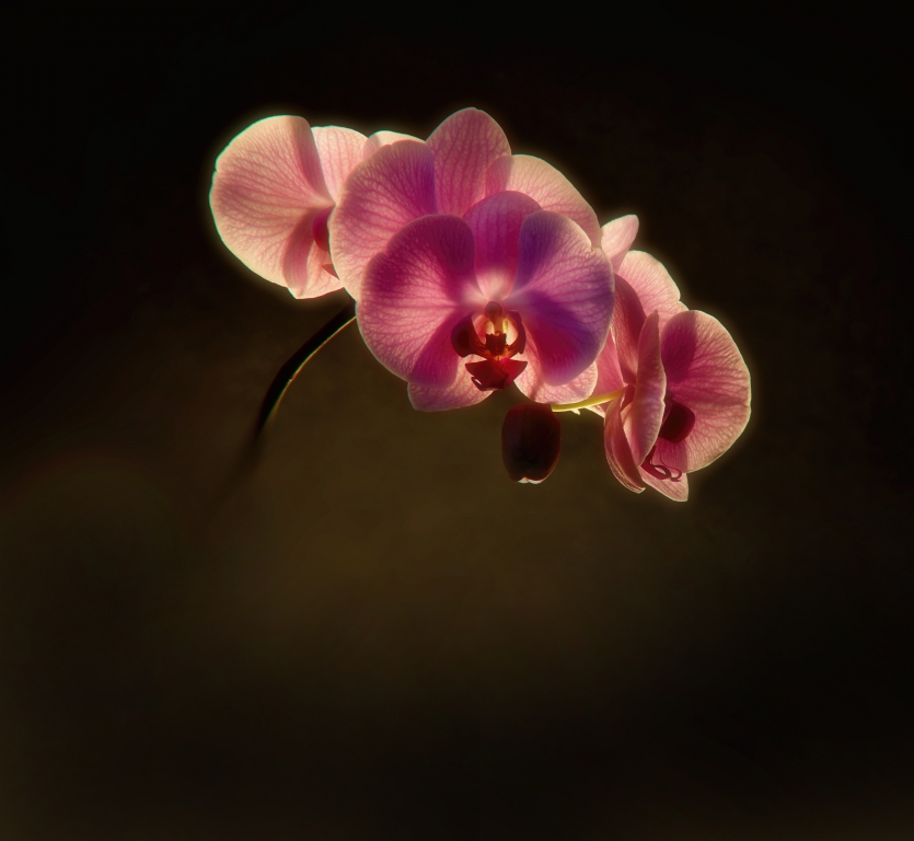 Orchidea colorata