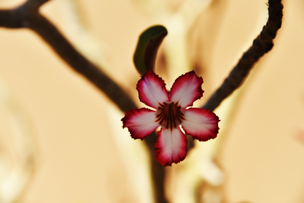 Fiore del deserto