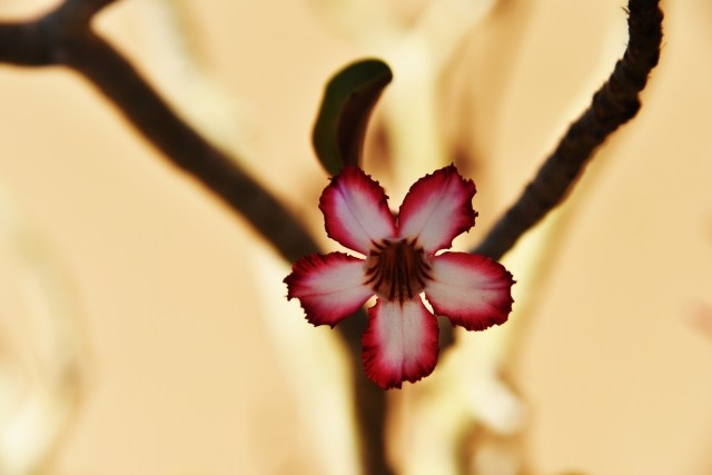 Fiore del deserto