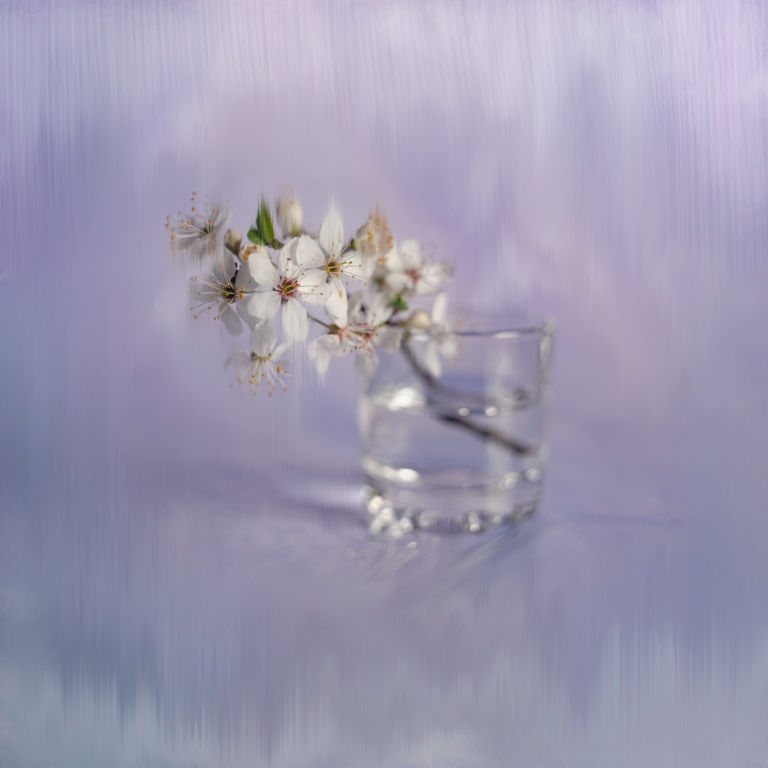 Purple Spring Fantasies