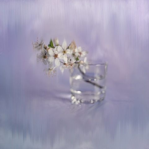 Purple Spring Fantasies