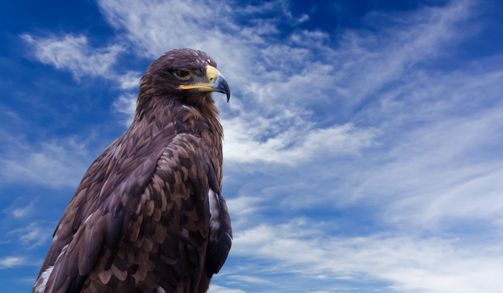 Lo sguardo dell'aquila
