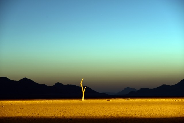 Un albero nel deserto