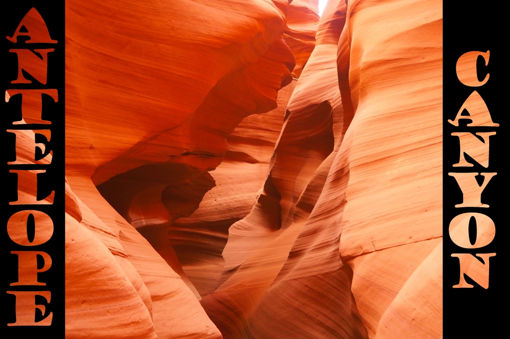 antelope