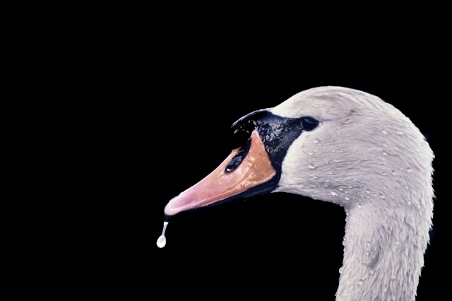 Cigno su sfondo nero