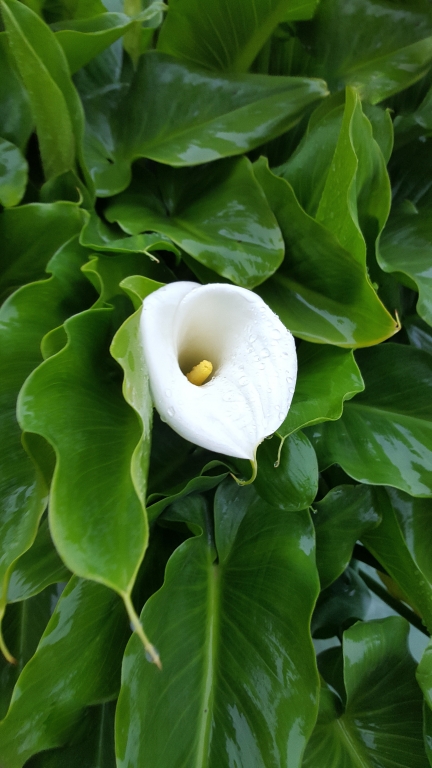 CALLA