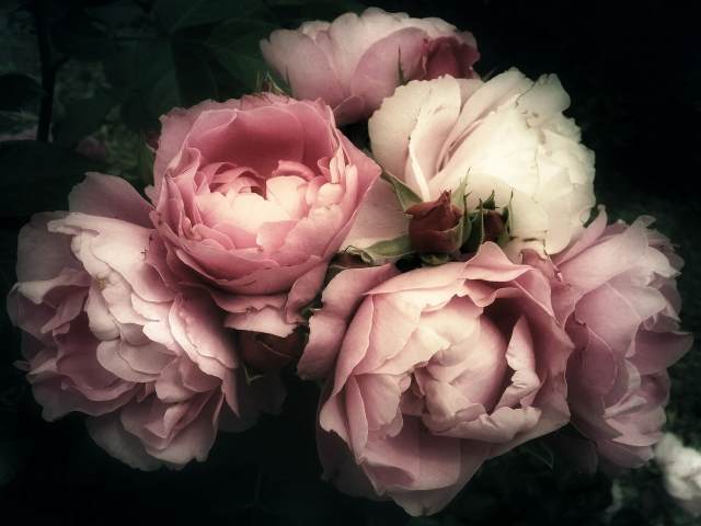 Bouquet di rose