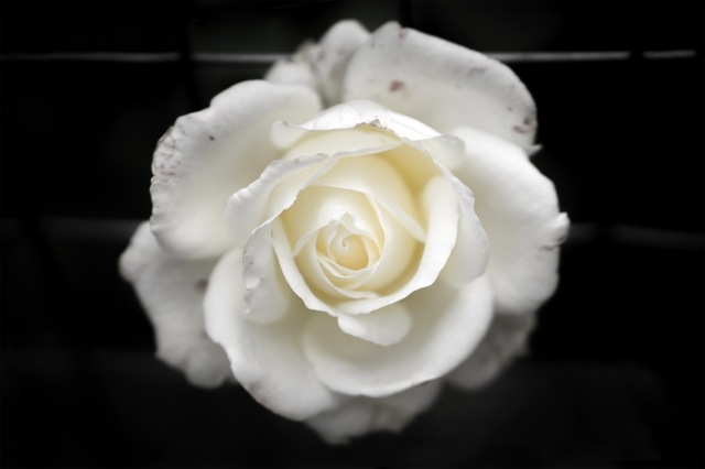 Rosa bianca