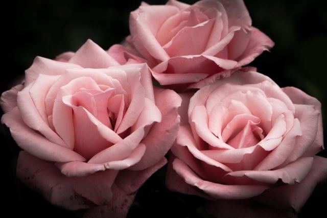 Romantiche rose