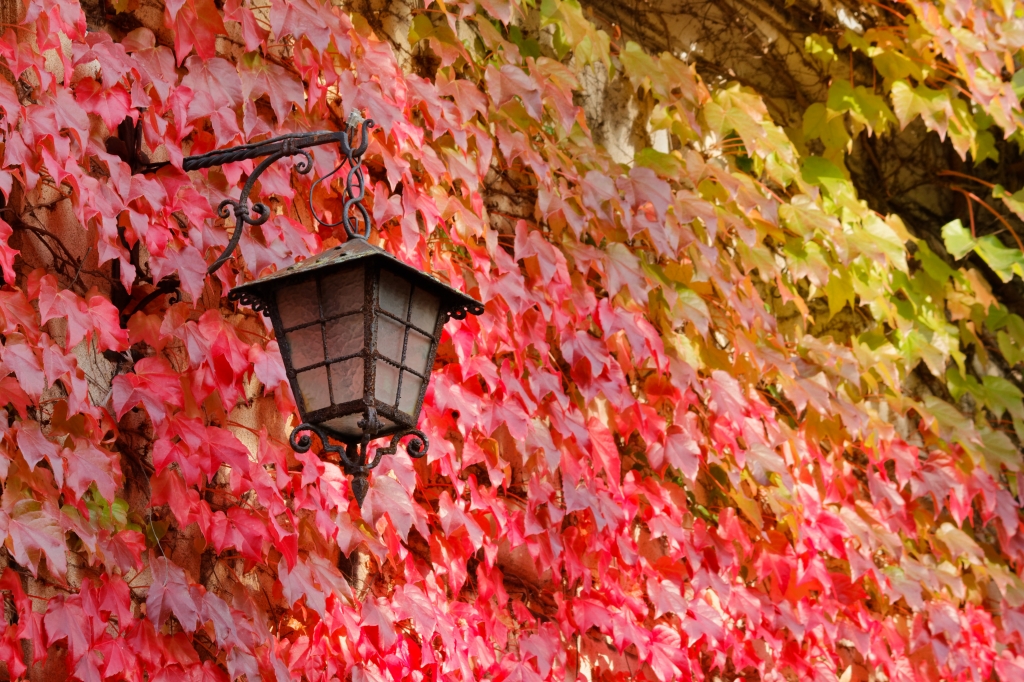 Sfumatura d'autunno