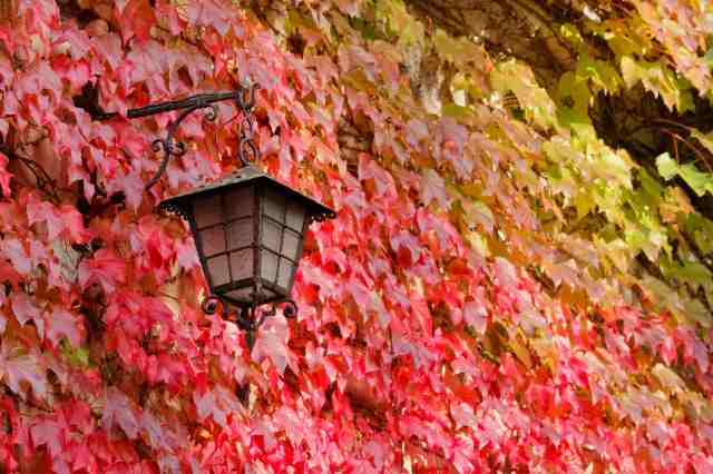Sfumatura d'autunno