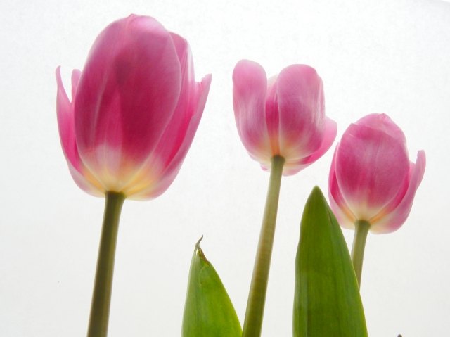 art design - trois tulipes roses