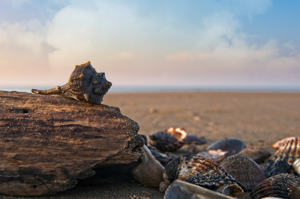 Conchiglie sulla spiaggia