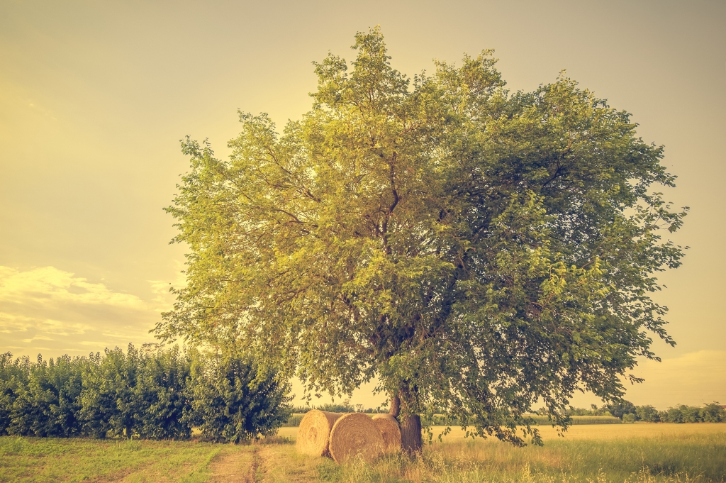 Alberi e balle di fieno.