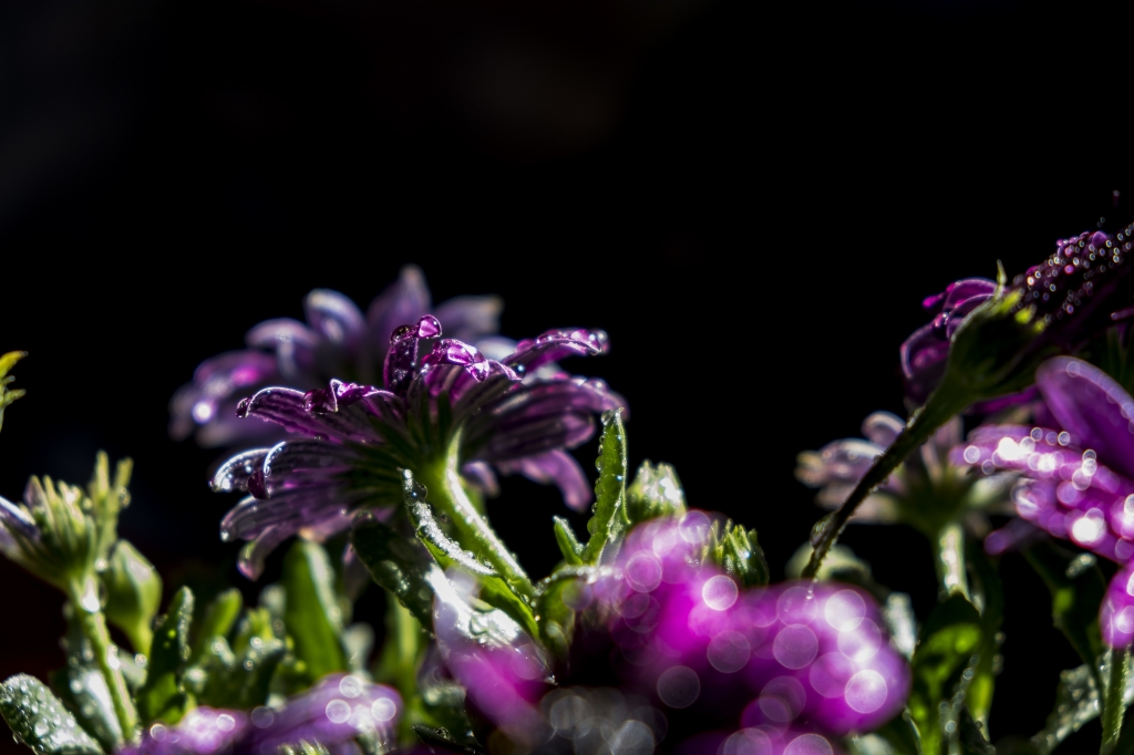 Primavera in viola