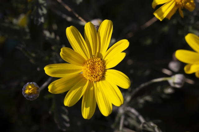 FLOWERS / FIORE