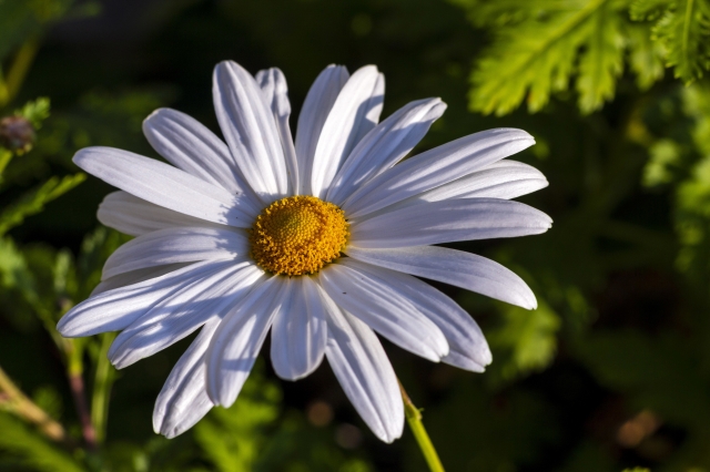 FLOWERS / FIORE
