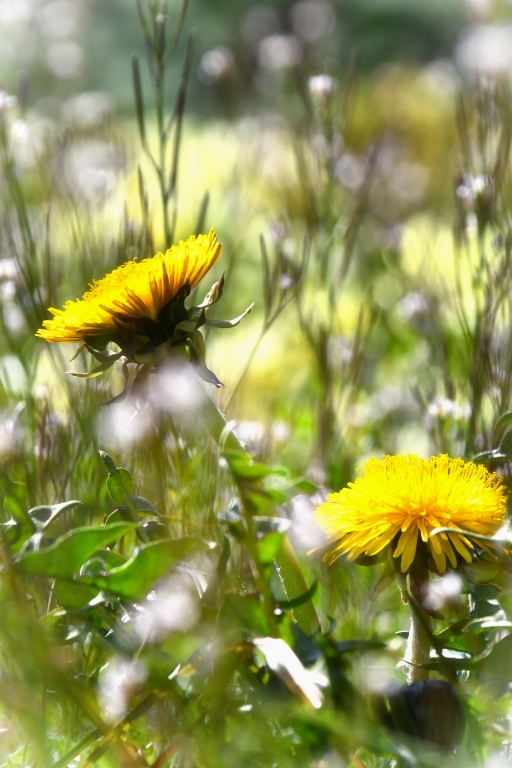 Primavera fiorita
