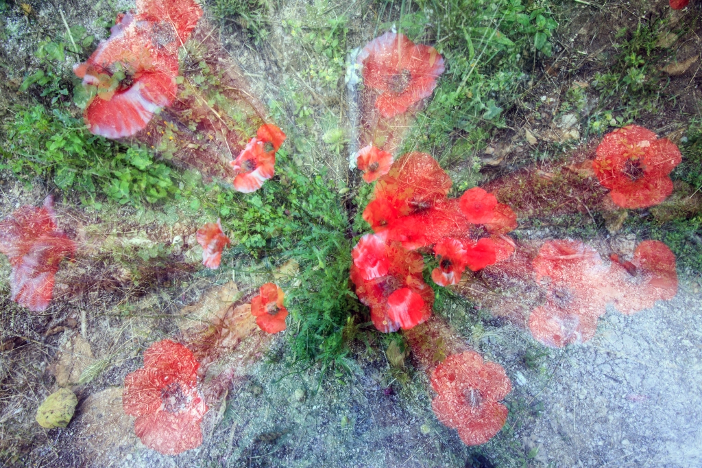 Fiori in zoom