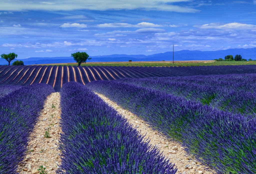Il profumo della lavanda, Valensole Francia