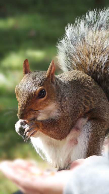 hand stretches eating squirrel