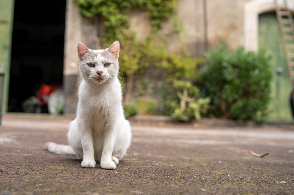 Un gatto in cortile